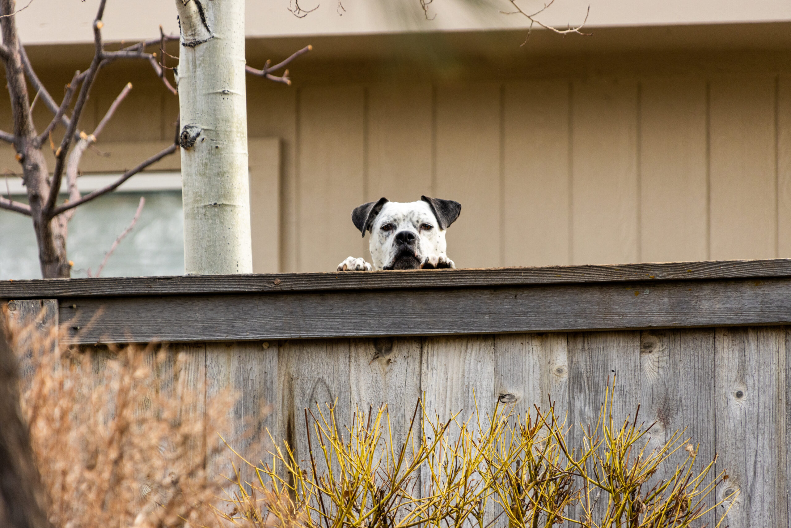 dog overlooking fence